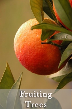 fruiting-trees-pages