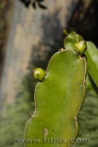 Dragon fruit