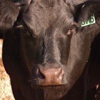 Grass Fed Beef