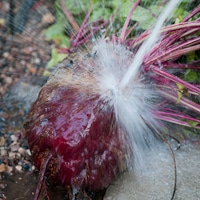 Thumbnail image for Mega Beet Root Henry- Guess his weight & Knife Giveaway