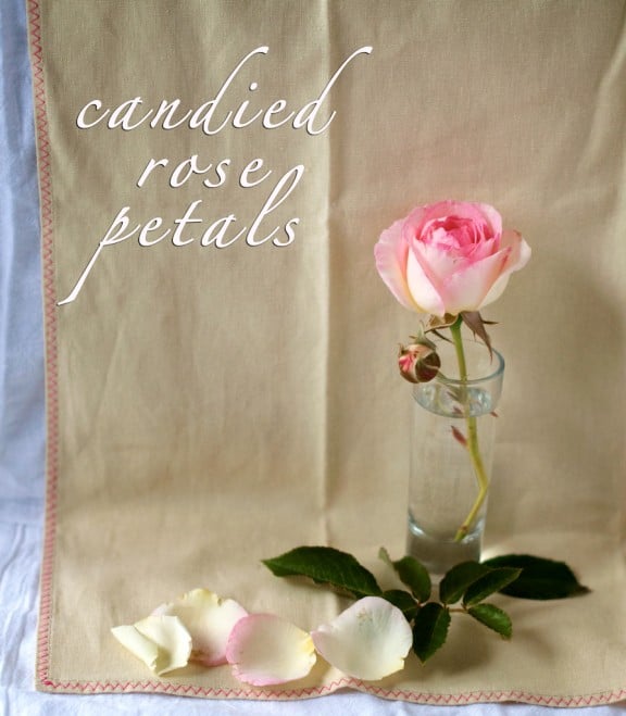 candied rose petals recipe candied rose petals recipe