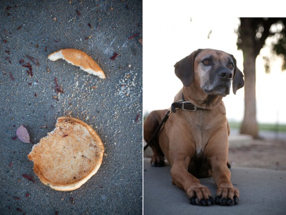 dogs-1 dogs-1