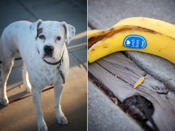 dogs-2 dogs-2
