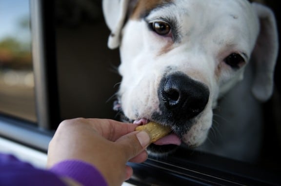 dogs-4 dogs-4