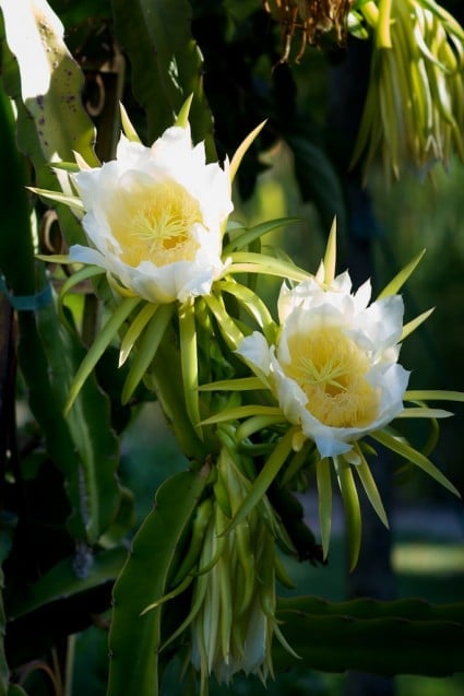 dragon fruit 