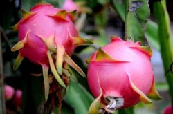 dragon fruit
