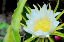 dragon fruit 