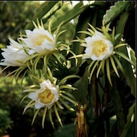 Thumbnail image for Dragon Fruit flower explosion