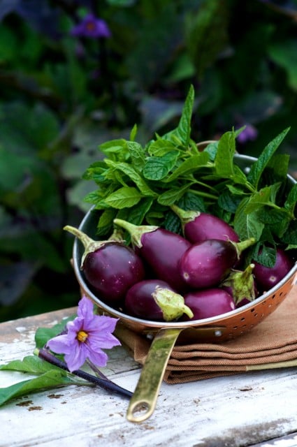 roasted eggplant recipes roasted eggplant recipes