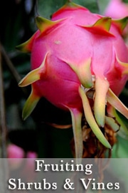 Victory Garden Fruiting Vines Page