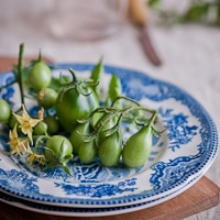 pickled green tomatoes 