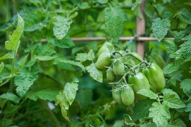 pickled green tomatoes