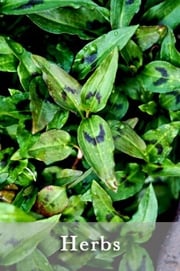 Victory Garden Herbs Page