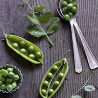 Thumbnail image for Fresh Peas & Mint- Signs of Spring & Garden changes