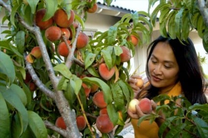 peach-tree-1