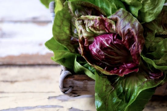 radicchio italian red chicory radicchio italian red chicory