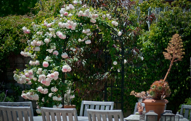 roses eden