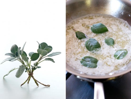 fried sage and brown butter recipe fried sage and brown butter recipe