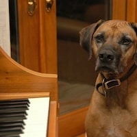 Singing Dog