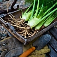 Grilled Fennel