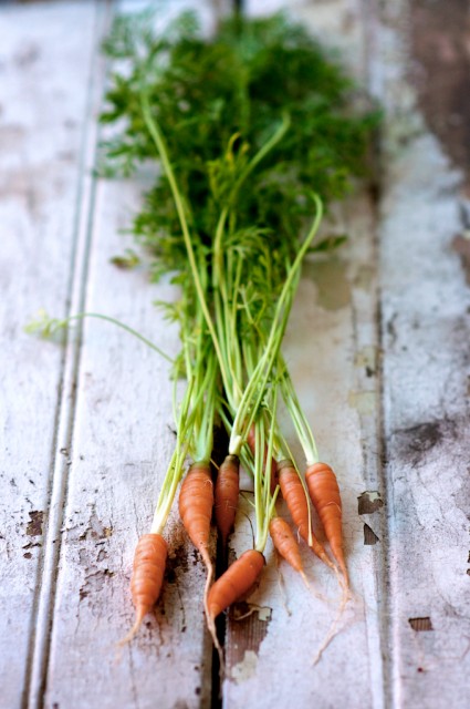 carrot tops 