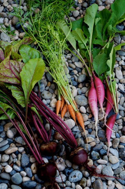radish carrot tops radish carrot tops
