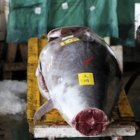 Tsukiji Fish Market, Tokyo Japan