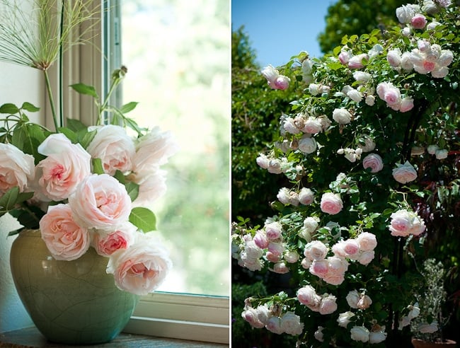 eden roses